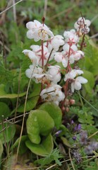 Pyrola grandiflora