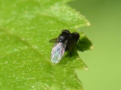 Coenosia atra