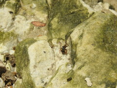 Trachusa longicornis