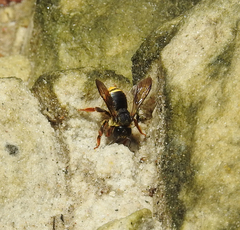 Trachusa longicornis
