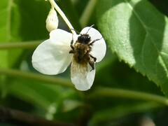 Andrena fulva