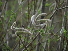 Salix gracilistyla