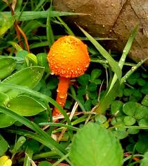 Cystoagaricus