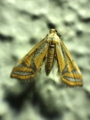 Eristena bifurcalis