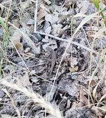 Sceloporus graciosus