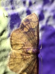 Metallaxis semipurpurascens