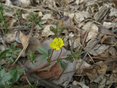 Potentilla fragarioides