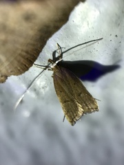 Lecitholaxa thiodora