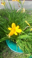Hemerocallis minor