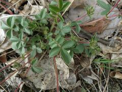 Potentilla fragarioides