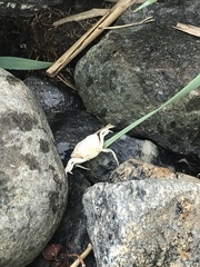 Rhithropanopeus harrisii