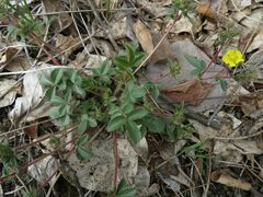 Potentilla fragarioides