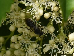 Lasioglossum sexnotatum
