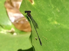 Prodasineura autumnalis