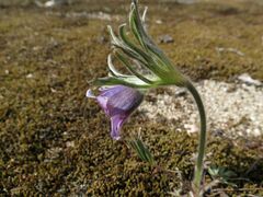 Pulsatilla dahurica