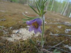 Pulsatilla dahurica