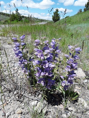 Penstemon eriantherus redactus