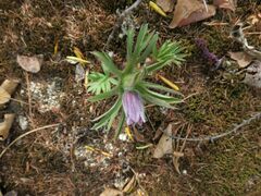 Pulsatilla dahurica