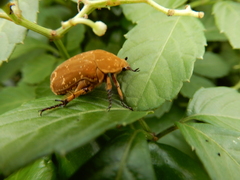 Protaetia culta
