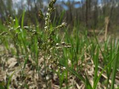 Anthoxanthum glabrum