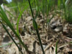 Anthoxanthum glabrum