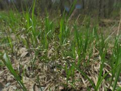 Anthoxanthum glabrum