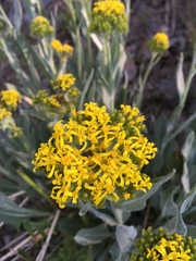 Senecio atratus