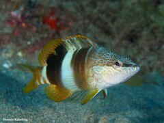 Serranus papilionaceus