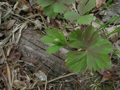 Anemonoides glabrata