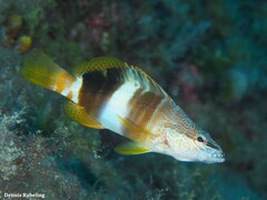 Serranus papilionaceus
