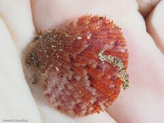 Talochlamys