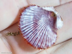 Talochlamys