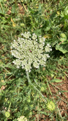 Daucus carota