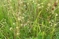 Trinia kitaibelii