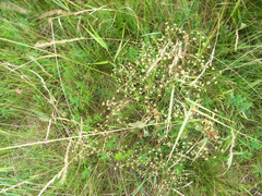 Trinia kitaibelii