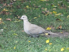 Streptopelia decaocto