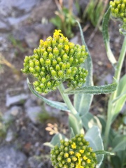 Senecio atratus