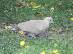 Streptopelia decaocto