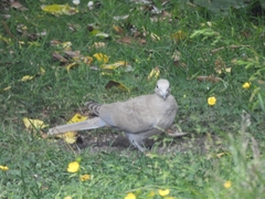 Streptopelia decaocto