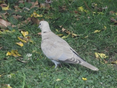 Streptopelia decaocto
