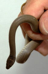 Eirenis modestus semimaculatus