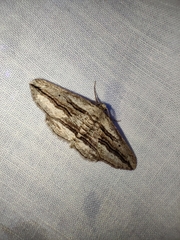 Menophra thuriferaria