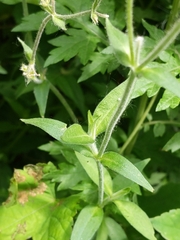 Silene latifolia