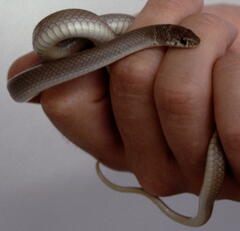 Eirenis modestus semimaculatus