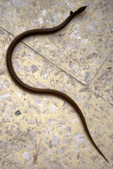 Eirenis modestus semimaculatus