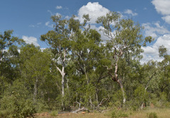 Melaleuca citrolens