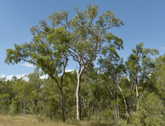 Melaleuca citrolens