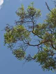 Melaleuca citrolens