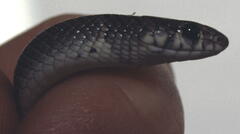 Eirenis modestus semimaculatus