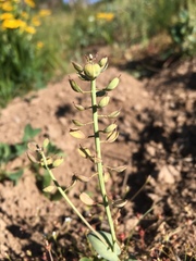 Noccaea fendleri